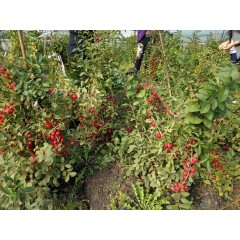 鈣果 農(nóng)大6號樹苗果樹苗木【郵政發(fā)貨、10棵起發(fā)貨】
