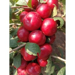鈣果 農(nóng)大6號樹苗果樹苗木【郵政發(fā)貨、10棵起發(fā)貨】