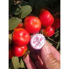 鈣果 農(nóng)大6號樹苗果樹苗木【郵政發(fā)貨、10棵起發(fā)貨】