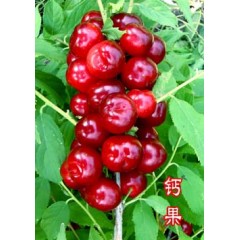 農(nóng)大鈣果4號(hào)果樹(shù)苗木【郵政發(fā)貨、10棵起發(fā)貨】