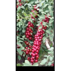農(nóng)大鈣果4號(hào)果樹(shù)苗木【郵政發(fā)貨、10棵起發(fā)貨】