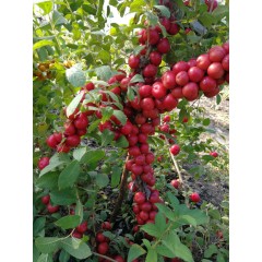 農(nóng)大鈣果4號(hào)果樹(shù)苗木【郵政發(fā)貨、10棵起發(fā)貨】