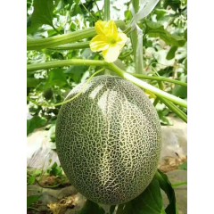 一只長在吐魯番的哈密瓜，西州蜜25號又叫“酥蜜25號”濃郁香甜，甜度驚人！??！