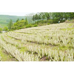 農(nóng)大鈣果苗木農(nóng)大4號(hào)、農(nóng)大6號(hào)、’‘農(nóng)大7號(hào)’樹苗【郵政發(fā)貨、10棵起發(fā)貨】