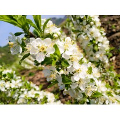 農(nóng)大鈣果苗木農(nóng)大4號(hào)、農(nóng)大6號(hào)、’‘農(nóng)大7號(hào)’樹苗【郵政發(fā)貨、10棵起發(fā)貨】