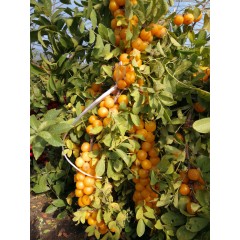 農(nóng)大鈣果苗木農(nóng)大4號(hào)、農(nóng)大6號(hào)、’‘農(nóng)大7號(hào)’樹苗【郵政發(fā)貨、10棵起發(fā)貨】