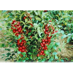 農(nóng)大鈣果苗木農(nóng)大4號(hào)、農(nóng)大6號(hào)、’‘農(nóng)大7號(hào)’樹苗【郵政發(fā)貨、10棵起發(fā)貨】