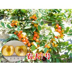 農(nóng)大鈣果苗木農(nóng)大4號(hào)、農(nóng)大6號(hào)、’‘農(nóng)大7號(hào)’樹苗【郵政發(fā)貨、10棵起發(fā)貨】